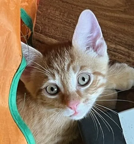 A baby small-sized male Domestic Short Hair cat named Poseidon for adoption in Magnolia, TX