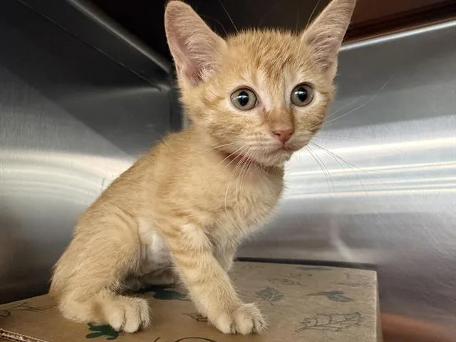 A baby small-sized female Domestic Short Hair cat named Blossom for adoption in Saint Louis, MO