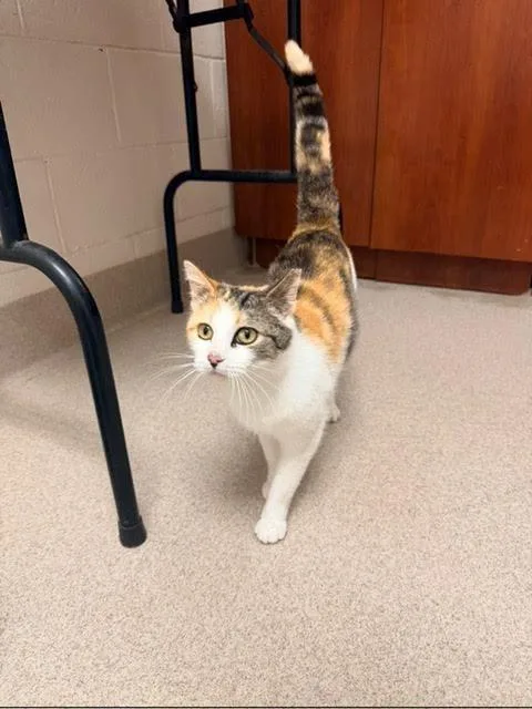 A young medium-sized female Domestic Short Hair cat named Ellie for adoption in Madison, GA