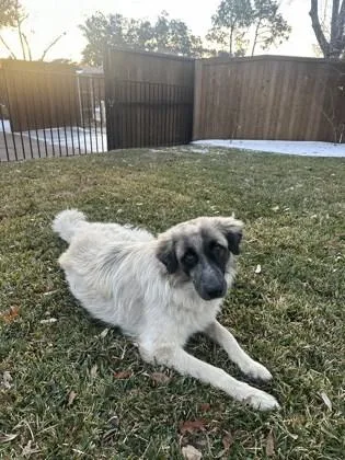An adult extra large-sized male Anatolian Shepherd dog named Atlas for adoption in Farmers Branch, TX