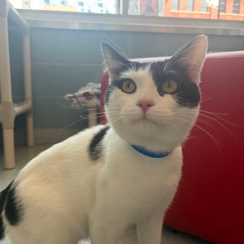A young large-sized male White Domestic Short Hair cat named Loki for adoption in Chicago, IL