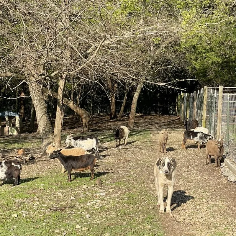 Honey Bunch thumbnail 2