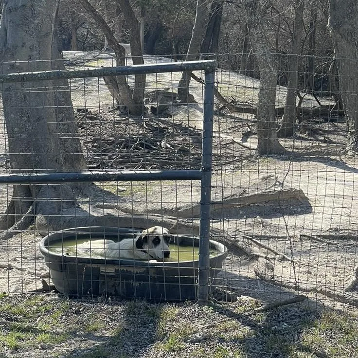 Honey Bunch thumbnail 3