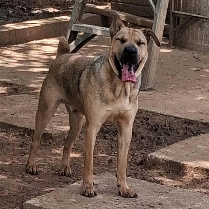 A young medium-sized male Yellow / Tan / Blond / Fawn Shar-Pei dog named Turtle for adoption in Joshua, TX