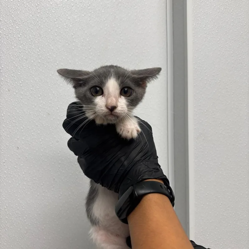 A baby small-sized male White Domestic Short Hair cat named Pinky for adoption in Abilene, TX