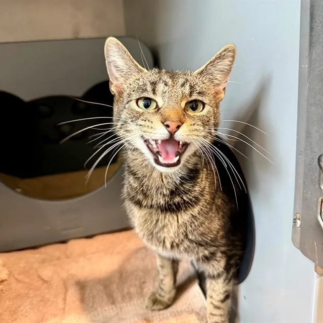 An adult medium-sized female Domestic Short Hair cat named Lily for adoption in Leesburg, VA