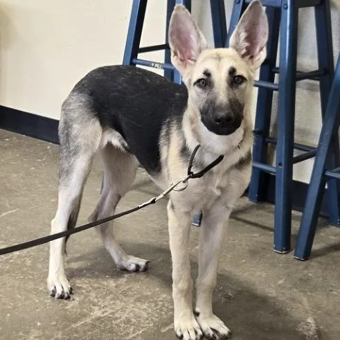 A young medium-sized female German Shepherd Dog dog named Dahlia for adoption in Champaign, IL