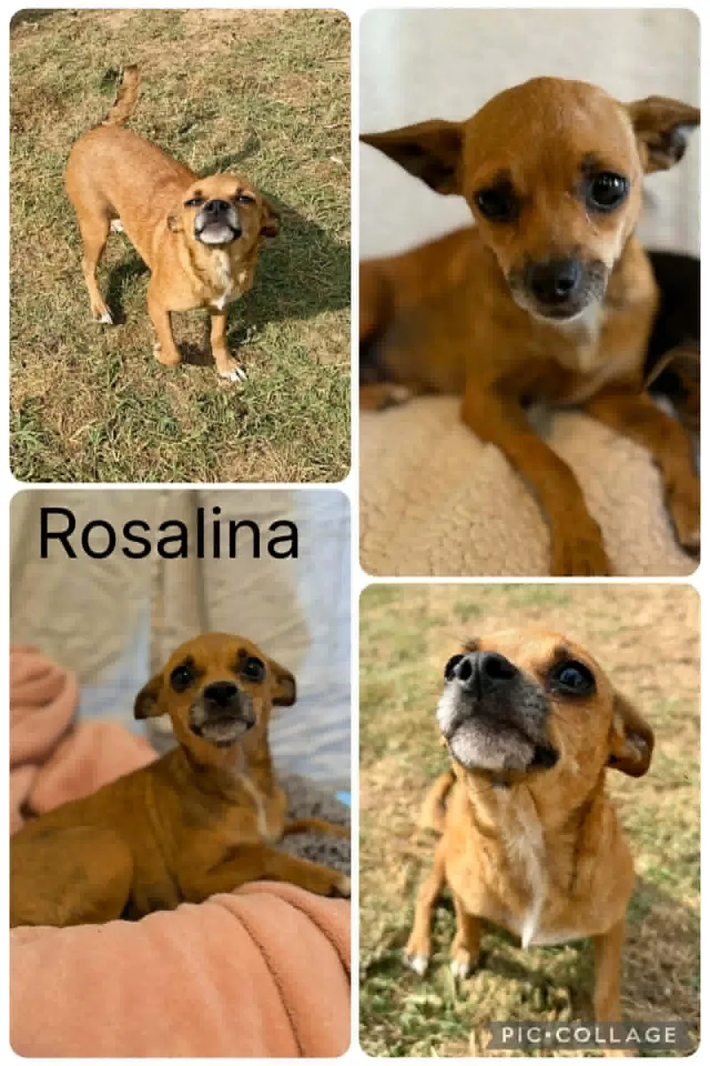 An adult small-sized female Golden Chihuahua dog named Rosalina for adoption in Enterprise, AL