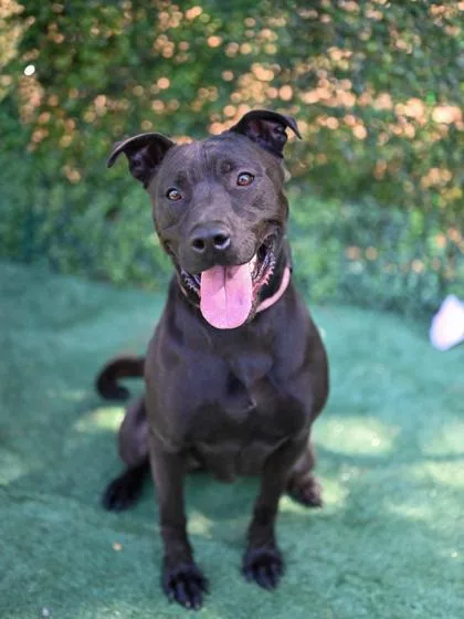 An adult medium-sized male Mixed Breed dog named Brodie for adoption in Chamblee, GA