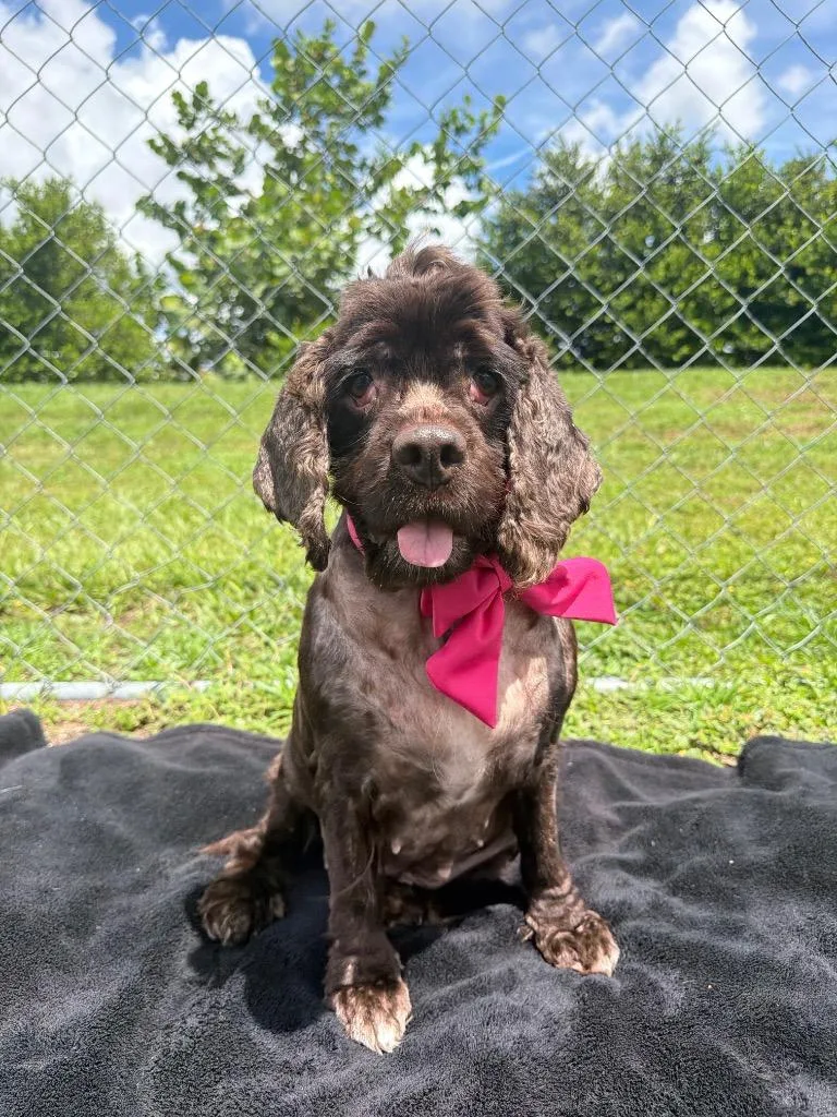 An adult medium-sized female Cocker Spaniel dog named Whistler for adoption in Cape Coral, FL