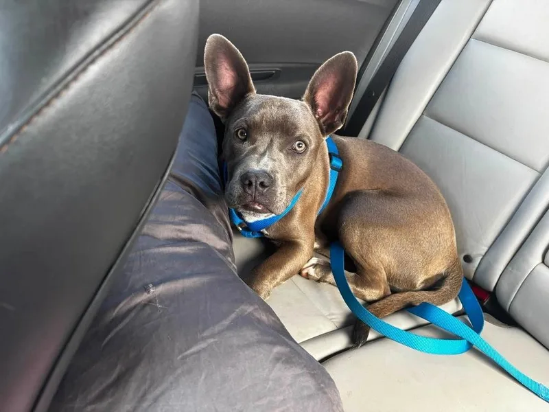 A young medium-sized male Pit Bull Terrier dog named Sawyer for adoption in Colorado Springs, CO
