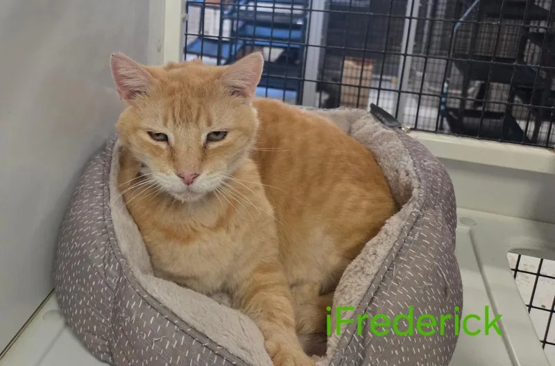 Frederick thumbnail 2