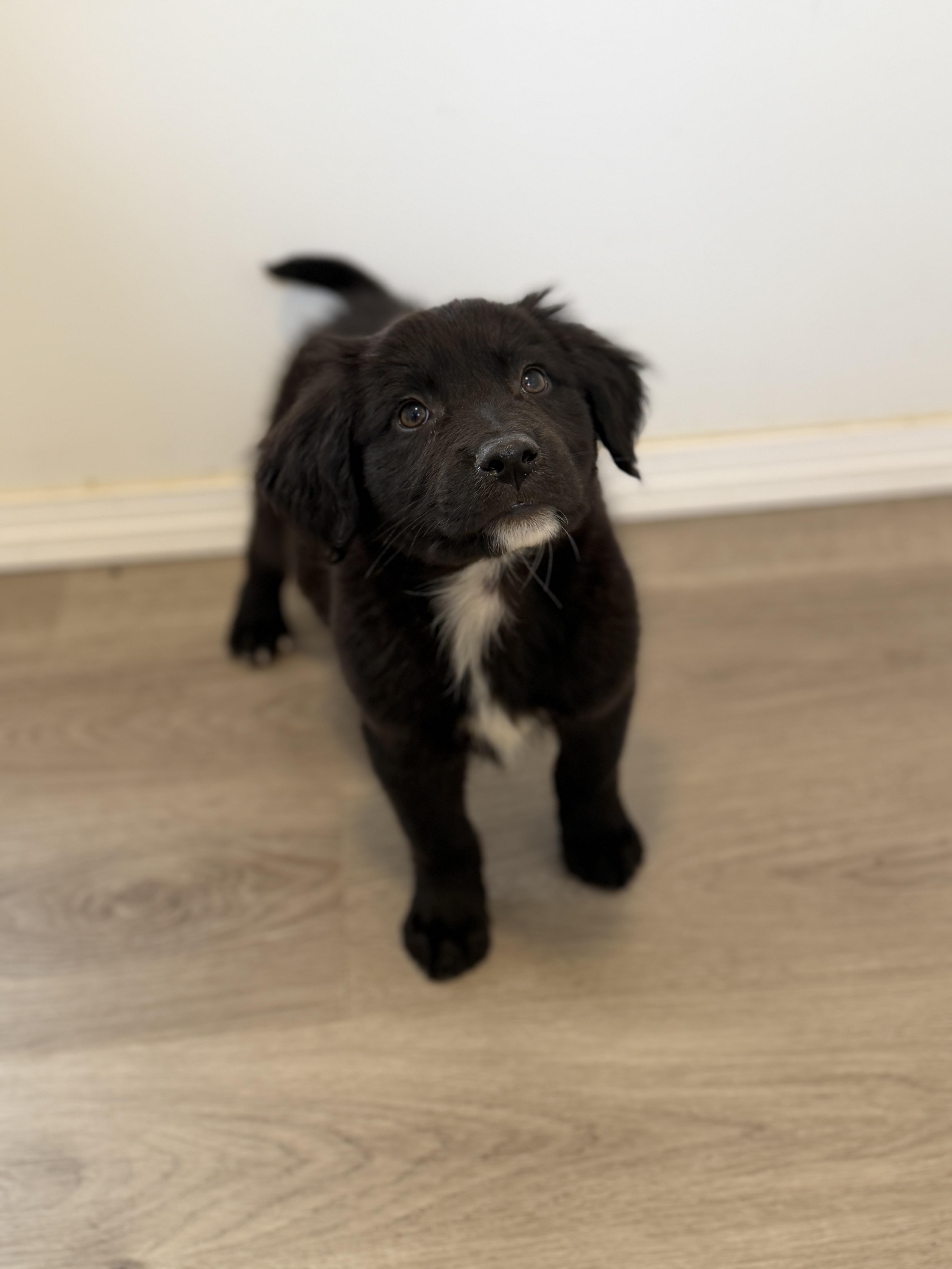 A baby medium-sized male Black Golden Retriever dog named Bodhi for adoption in San Diego, CA
