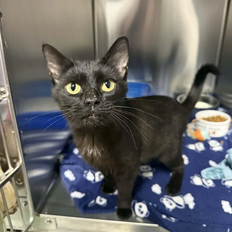 An adult medium-sized female Black Domestic Short Hair cat named Libby for adoption in Martinsville, IN