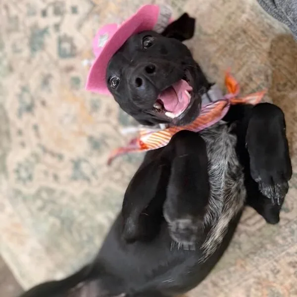 A baby medium-sized female Black Labrador Retriever dog named Petunia Flower for adoption in Friendswood, TX