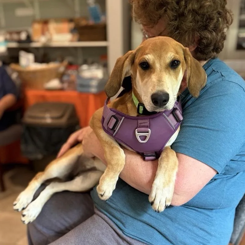 A baby large-sized female Yellow / Tan / Blond / Fawn Redbone Coonhound dog named Elke for adoption in Sparta, NJ