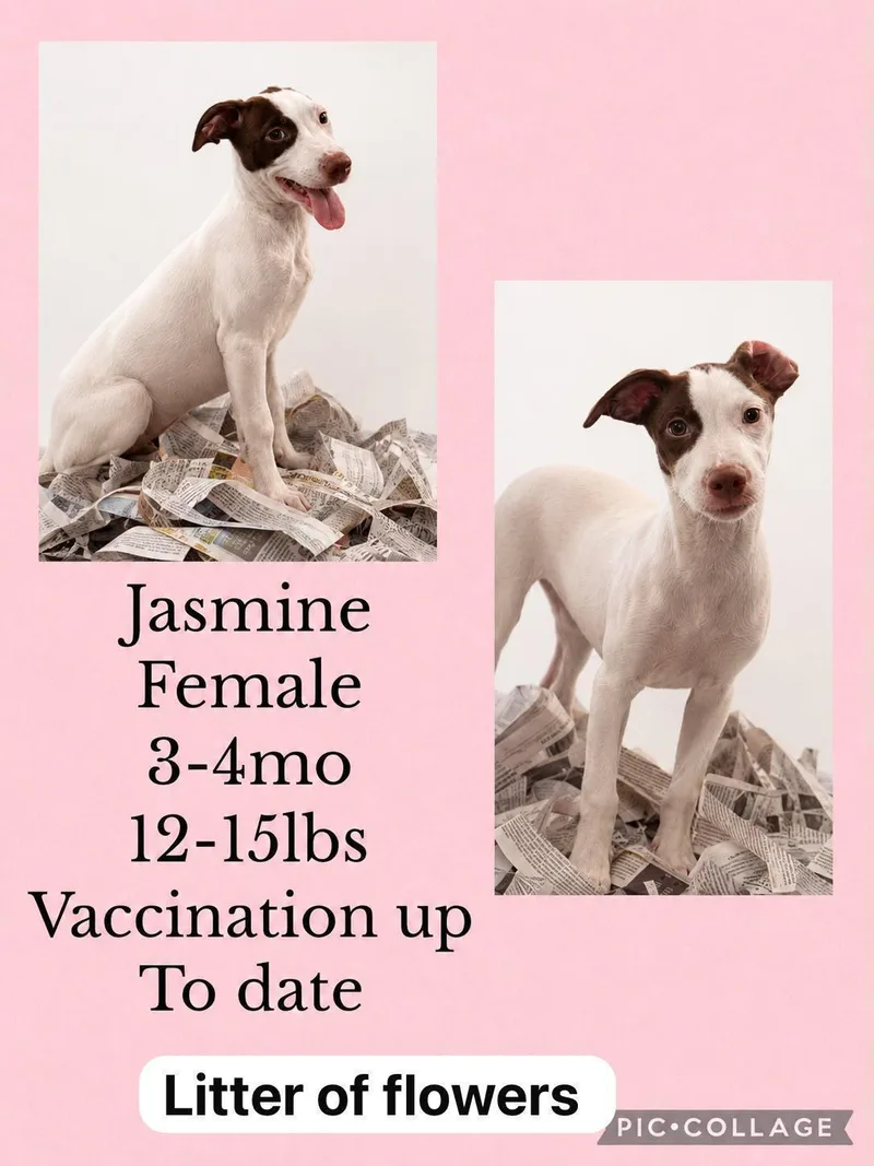 A young medium-sized female Whippet dog named Jasmine for adoption in Virginia Beach, VA