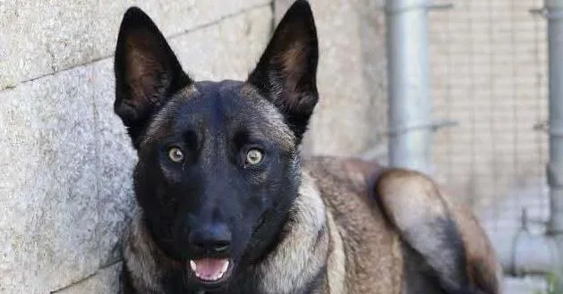 A young medium-sized female Belgian Shepherd / Malinois dog named Haddley Located in for adoption in BELLINGHAM, WA