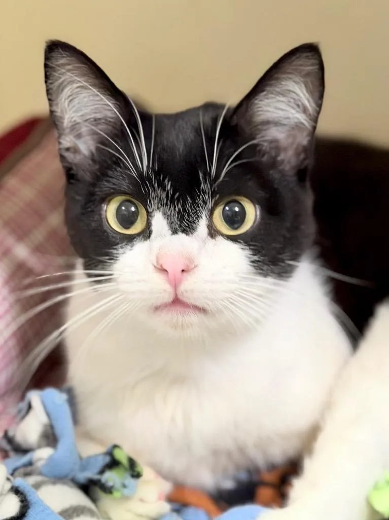 A young medium-sized male Domestic Short Hair cat named Salem Saberhagen for adoption in Menomonie, WI