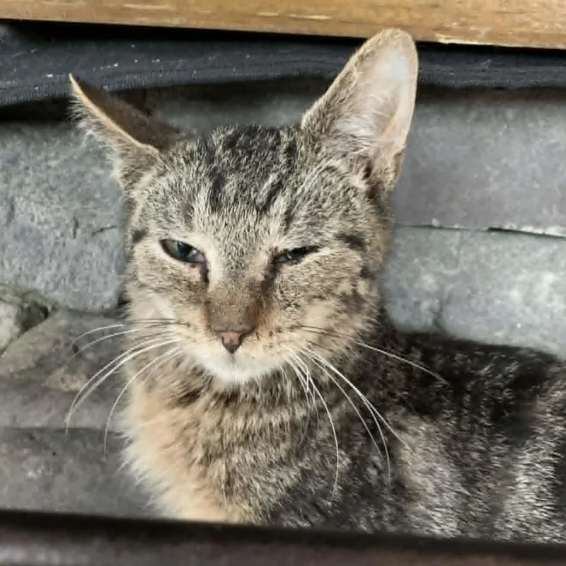 Mischief thumbnail 2