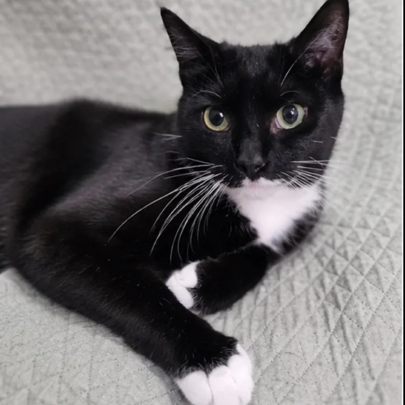 A young medium-sized female Black Domestic Short Hair cat named Ramona for adoption in Boston, MA