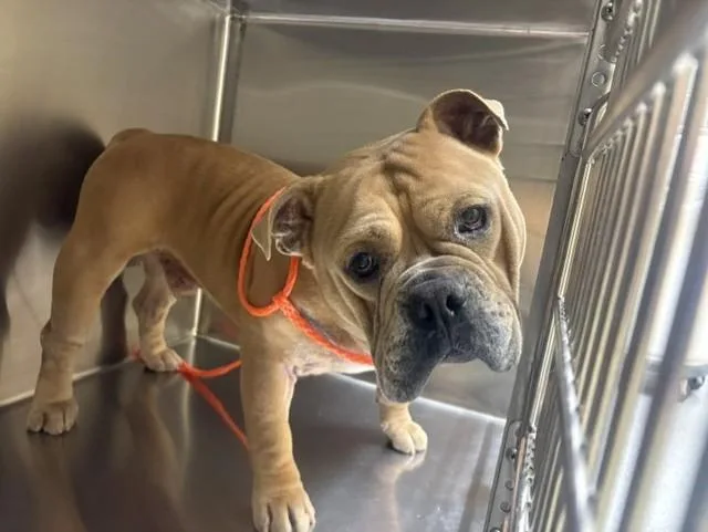 A young large-sized male American Bulldog dog named Heimlich for adoption in Tustin, CA