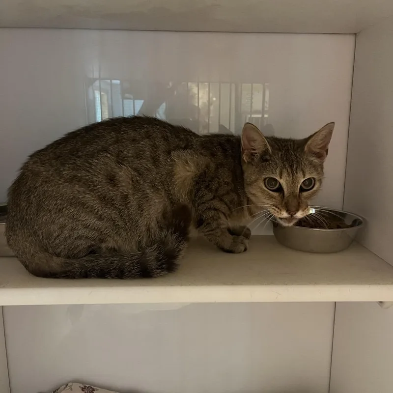 An adult small-sized female Brown / Chocolate Domestic Short Hair cat named Sarah for adoption in Normal, IL