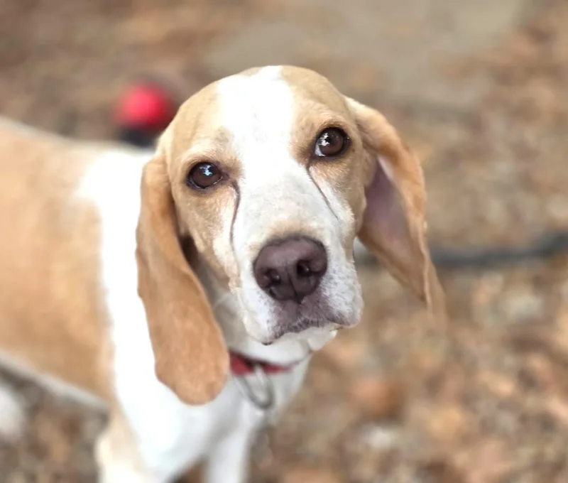 Louie thumbnail 2
