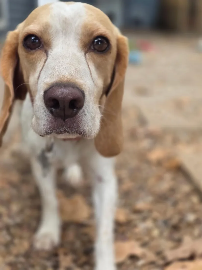 Louie thumbnail 3