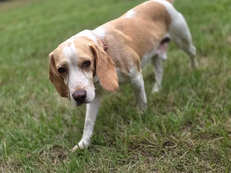 Louie thumbnail 5