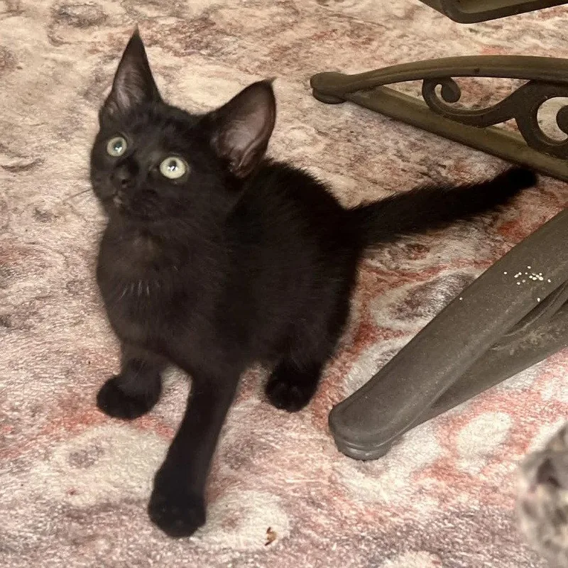 A baby medium-sized female Black Domestic Short Hair cat named SnoCap for adoption in Candler, NC