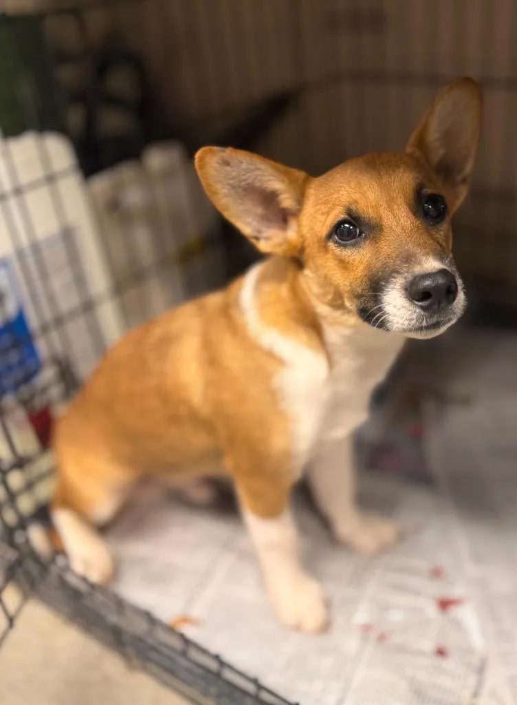 A young large-sized male Corgi dog named Timber for adoption in Hopkinsville, KY