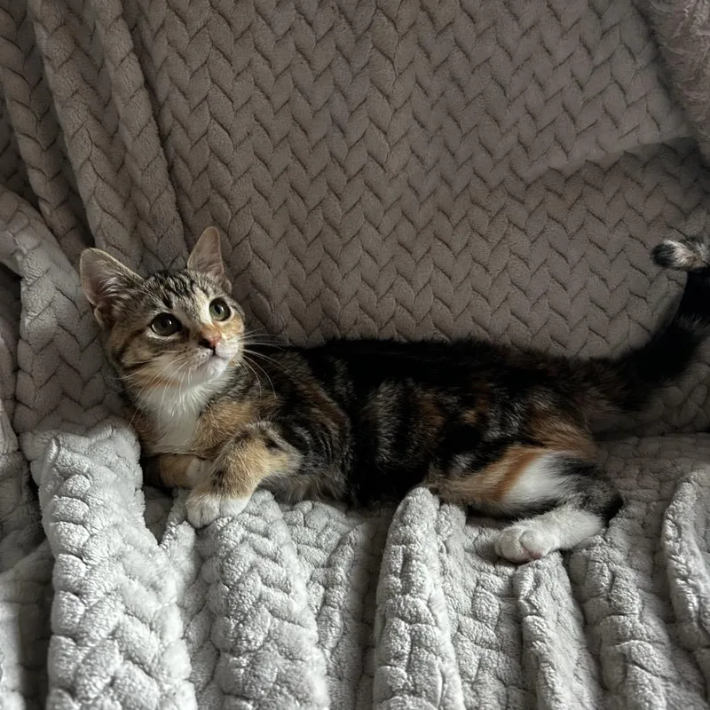 Fig