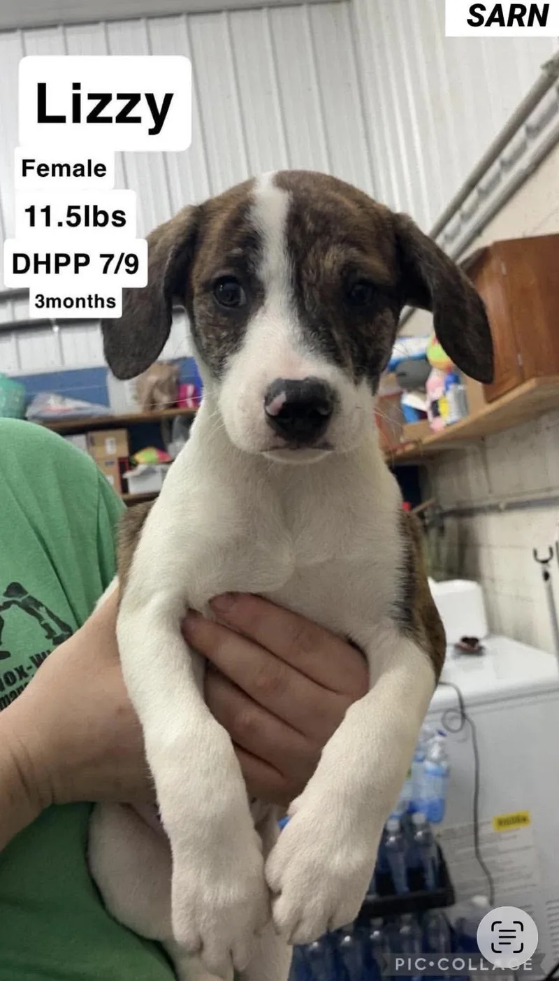 A baby medium-sized female Brindle Retriever dog named Lizzie for adoption in Wonder Lake, IL