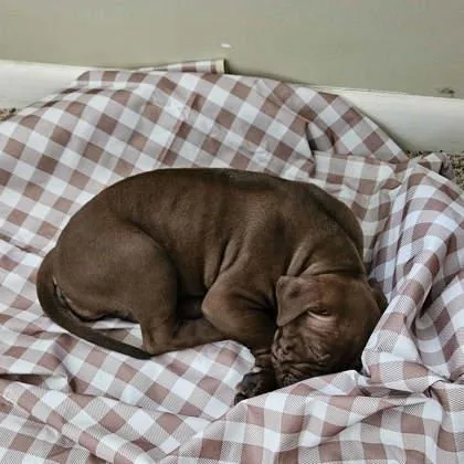 Baconator