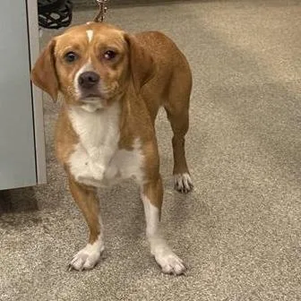 A young medium-sized female Yellow / Tan / Blond / Fawn Mixed Breed dog named Nebula for adoption in Jacksonville, FL