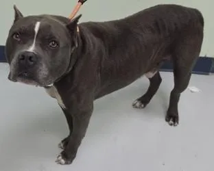 An adult large-sized male Mixed Breed dog named Baku for adoption in Savannah, GA