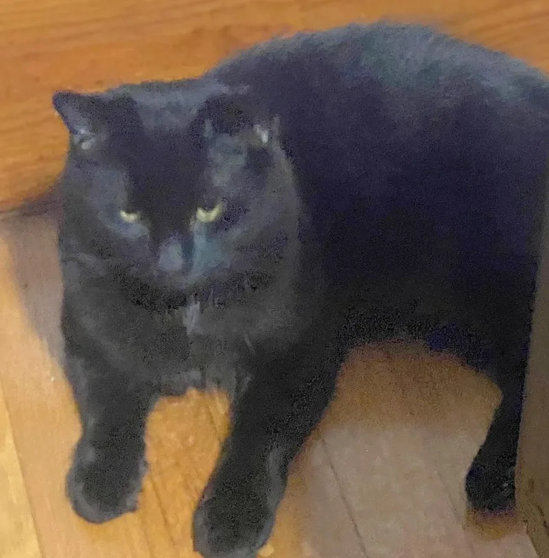 A young large-sized male Black Maine Coon cat named Midnight and Thunder for adoption in Melrose, MA