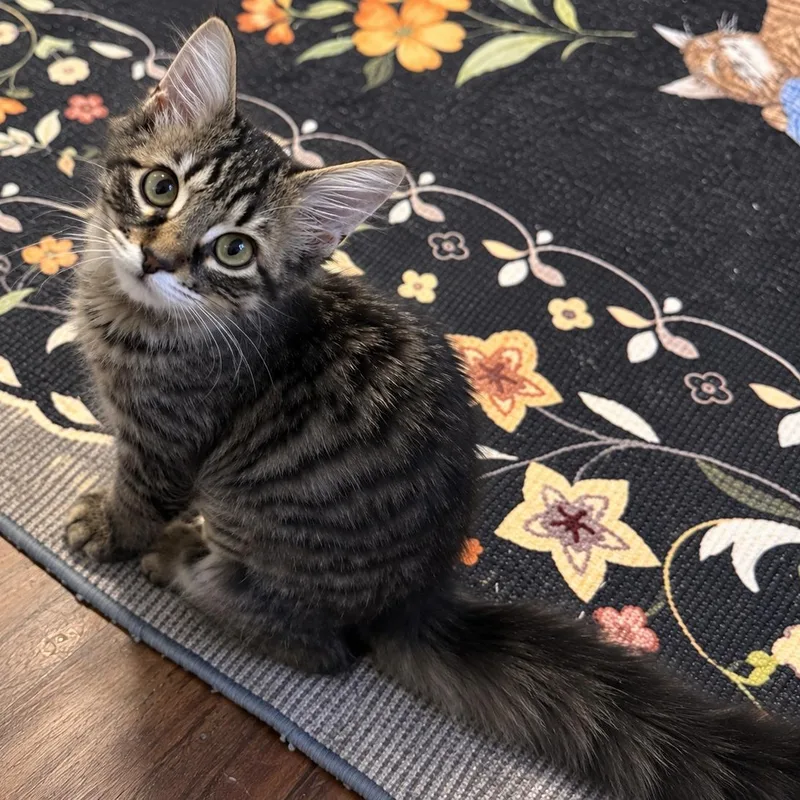 A baby small-sized female Tabby (Buff / Tan / Fawn) Domestic Medium Hair cat named Calamity Jane for adoption in Richmond, VA