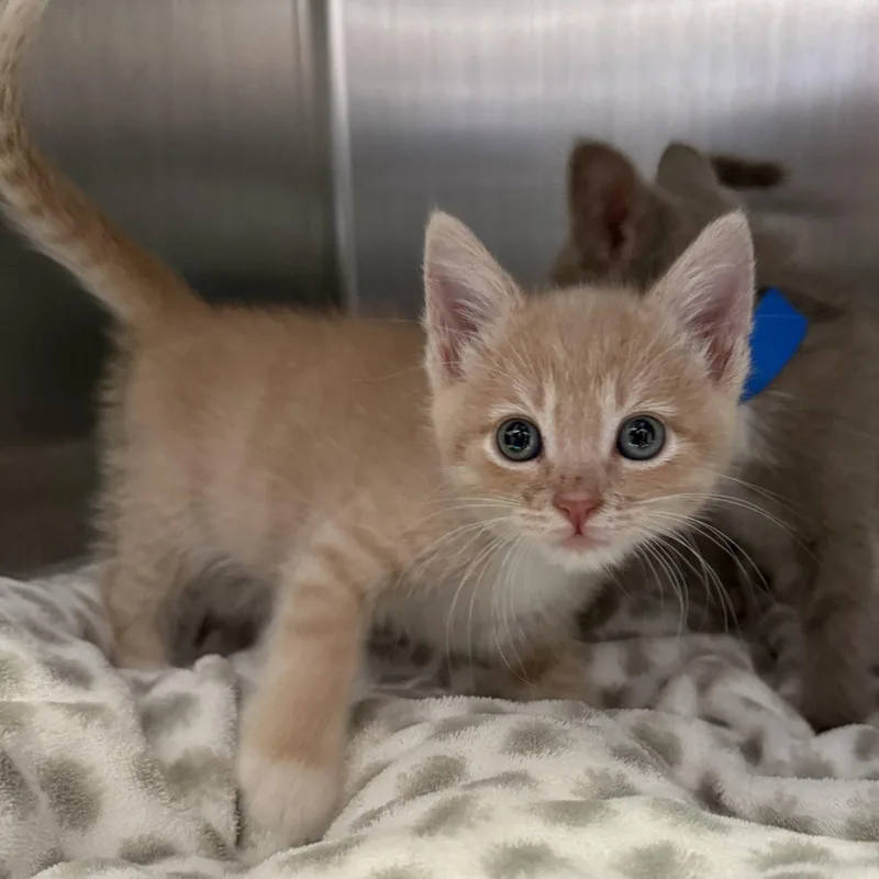 A baby small-sized male Buff / Tan / Fawn Domestic Short Hair cat named Ducky for adoption in Oakland, CA