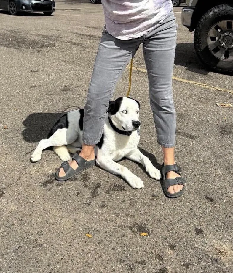 Finn