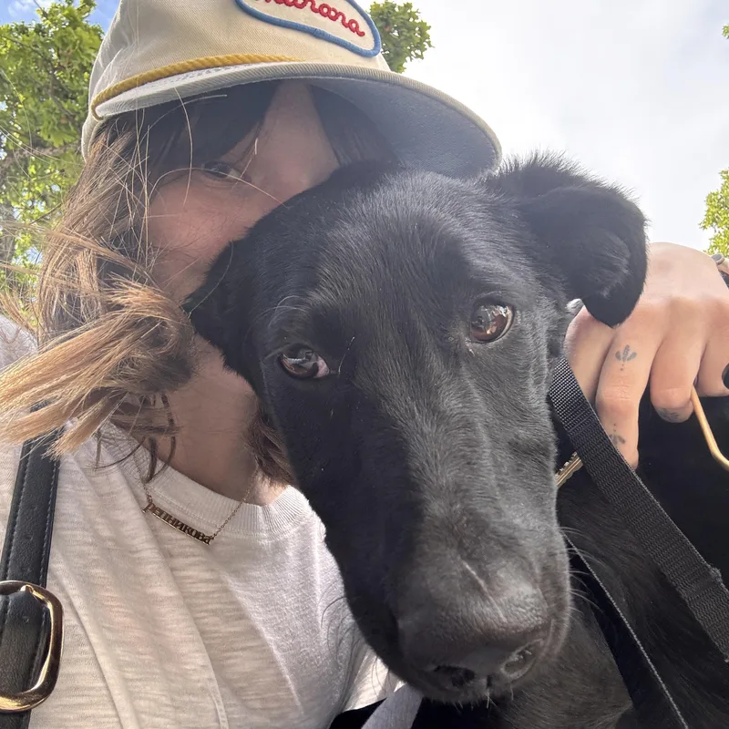 A baby large-sized female Black Labrador Retriever dog named Pepper for adoption in New Rochelle, NY