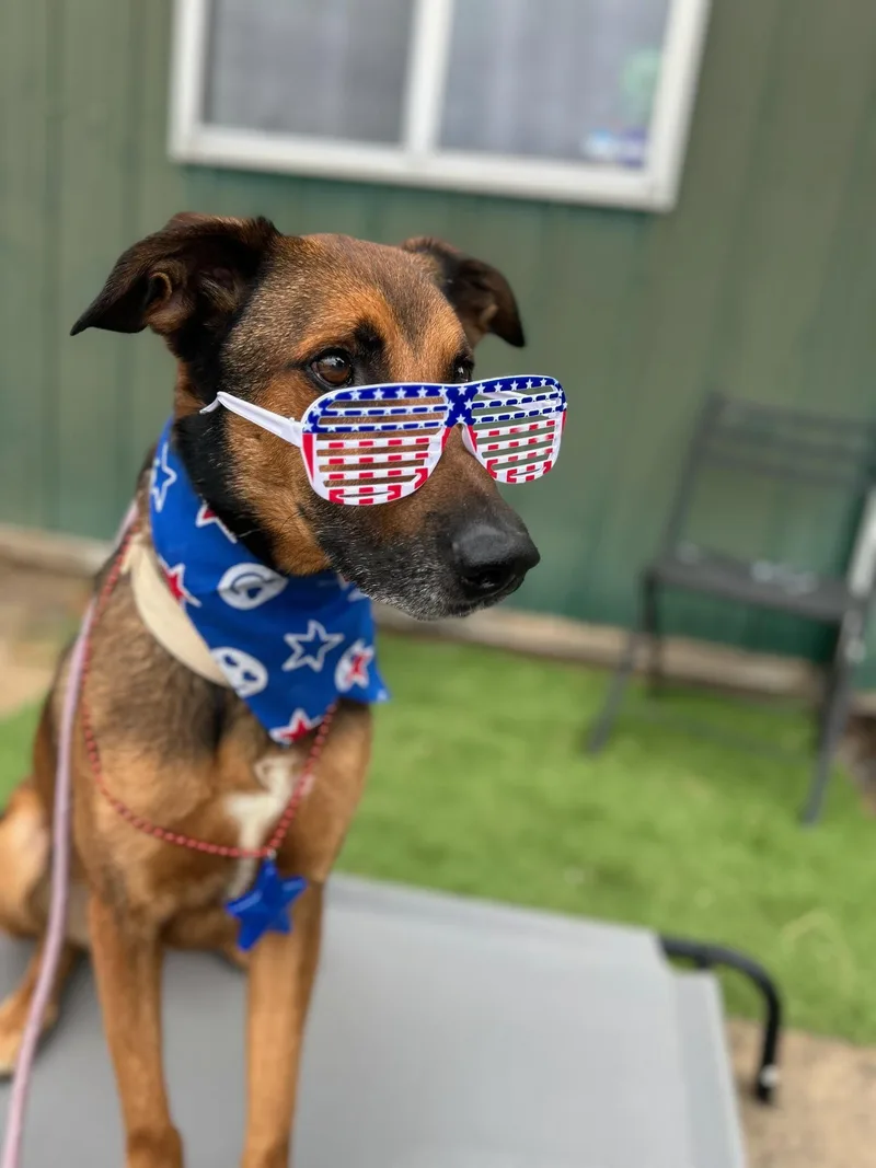 An adult large-sized male Shepherd dog named Rocky for adoption in santa monica, CA