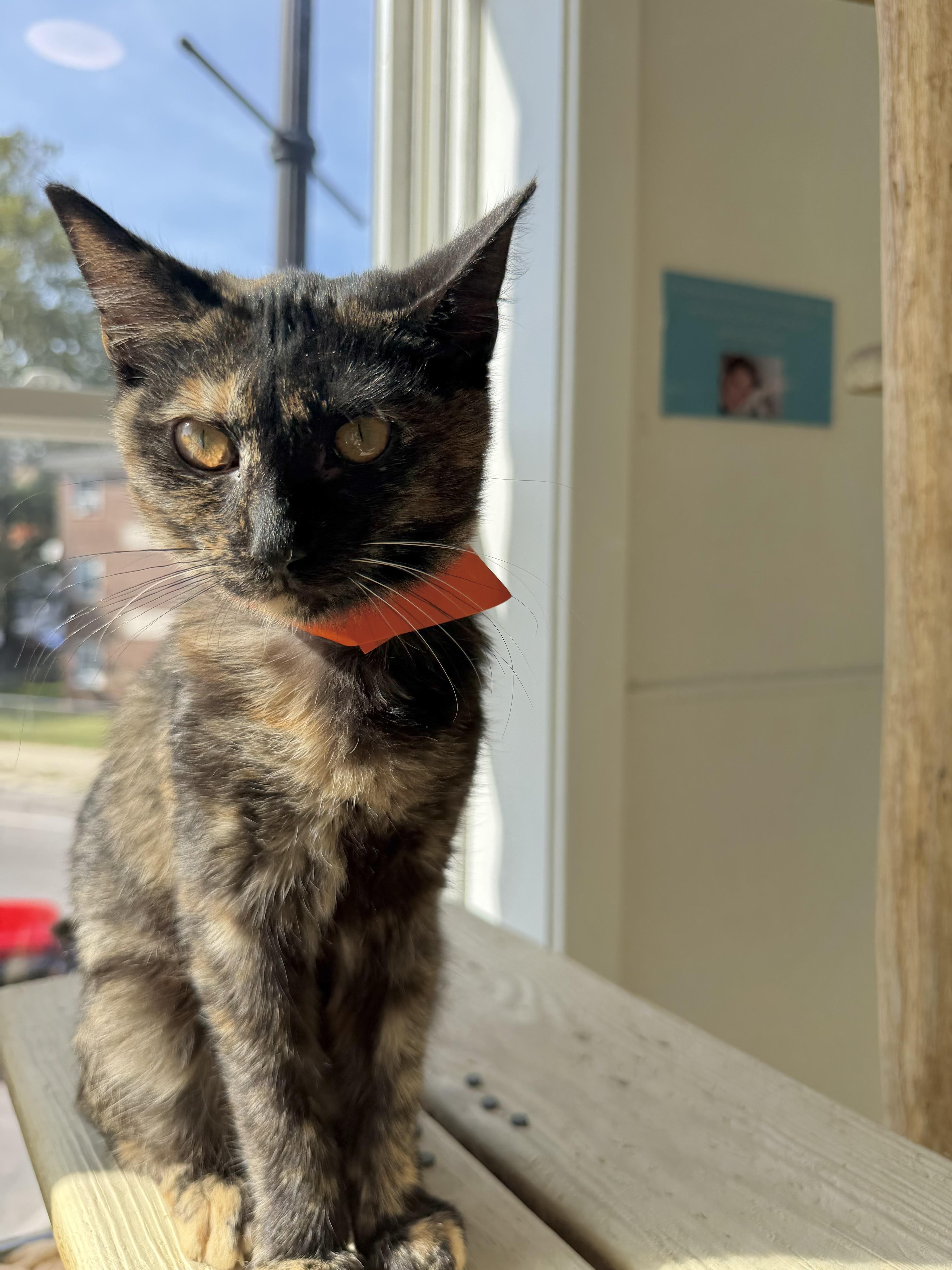 A baby medium-sized female Black Domestic Short Hair cat named Lizzy Novak for adoption in Chicago, IL