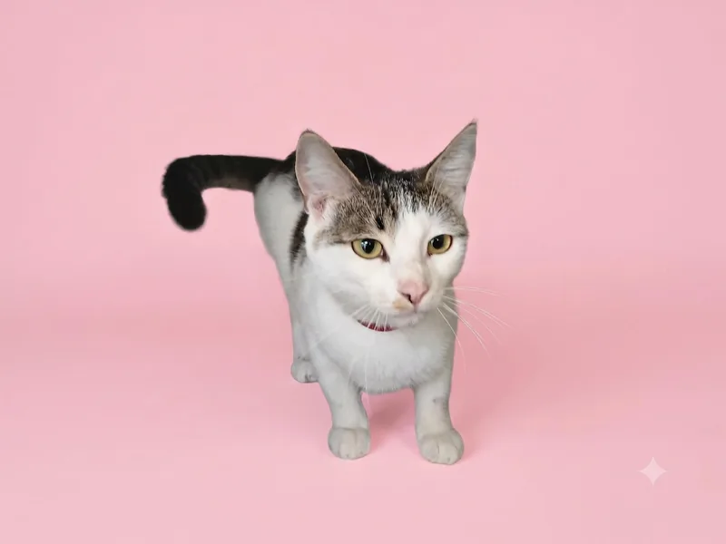 A young large-sized female Domestic Short Hair cat named Diana for adoption in Los Angeles, CA