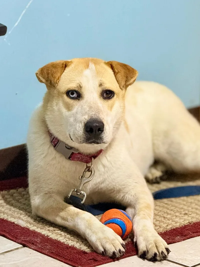 An adult large-sized female Australian Cattle Dog / Blue Heeler dog named Mango for adoption in Du Quoin, IL