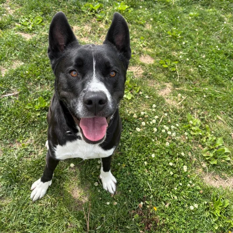 An adult large-sized male Black Pit Bull Terrier dog named Cookie for adoption in Marshalltown, IA