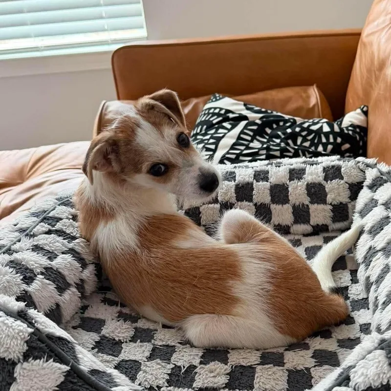 A baby small-sized male Apricot / Beige Terrier dog named Brooks for adoption in Warren, RI