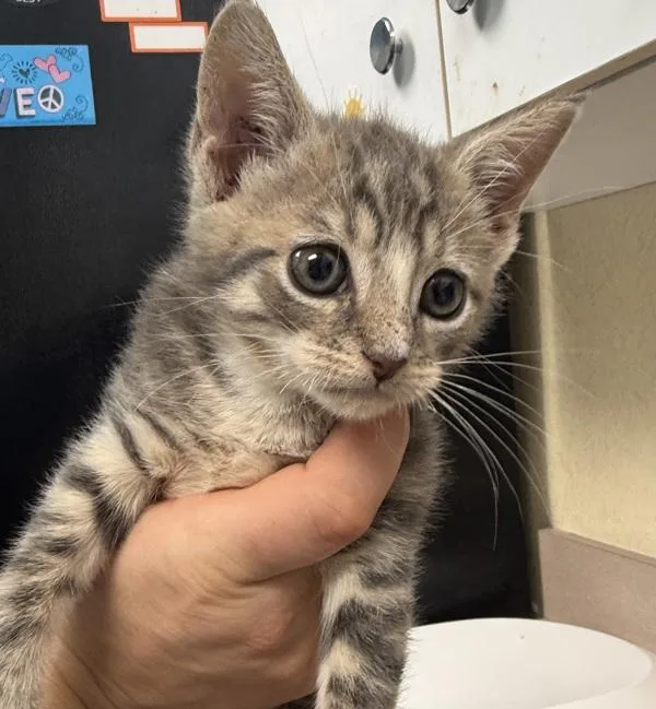 A baby small-sized male Domestic Short Hair cat named Howard for adoption in Salisbury, MD