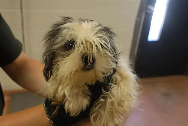 An adult small-sized female Mixed Breed dog named Lulu for adoption in Columbia, SC